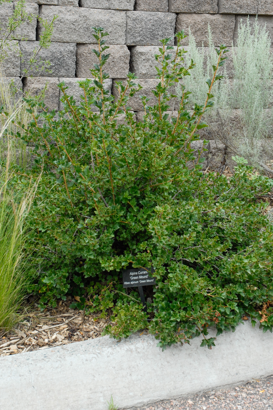 Green Mound Alpine Currant